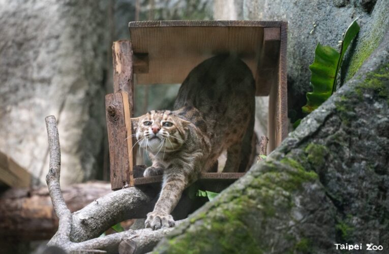 響應石虎日　北市動物園辦快閃、特映會守護台灣珍寶
