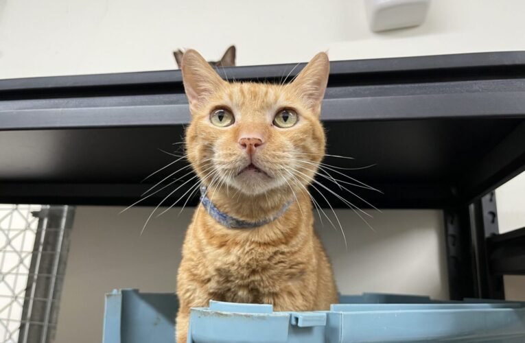 橘貓「芬達」因主人身故流落街頭　北市動保處助牠延續浪愛