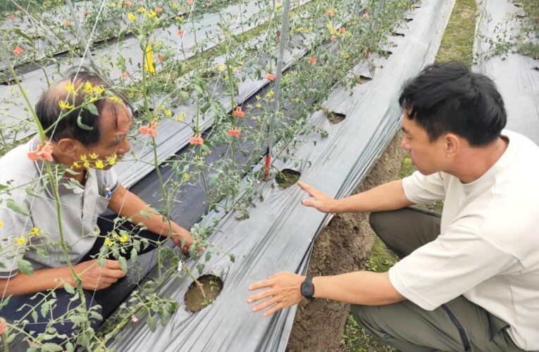 美濃小果番茄健康管理技術講習