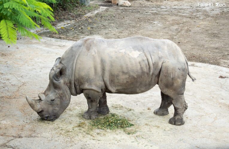 遊客通報白犀牛倒地　台北動物園38歲「犀慧」搶救不治