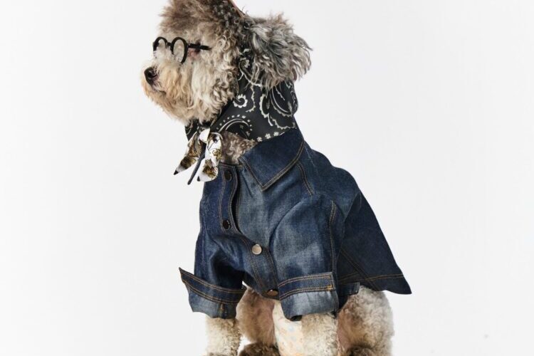 奇威集團攜愛哈哈窩 推出人寵同步二代店 HAHA HOUSE 空降天母精品生活圈 以溫度與愛，打造最Chill的人寵精品空間