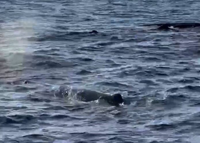 宜蘭外海風浪雖不平靜　抹香鯨群現身龜山島