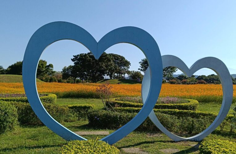 秋意漸濃！后里環保公園落羽松、黃波斯交織如畫　網友驚呼「全爆開了」！