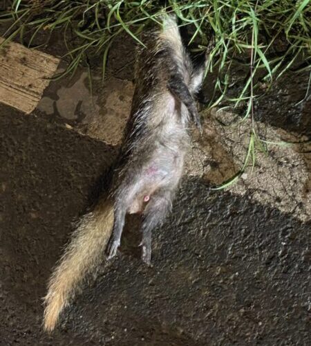 鼬獾狂犬病再現恆春半島 快帶攜帶家中犬貓前往補強施打狂犬病疫苗