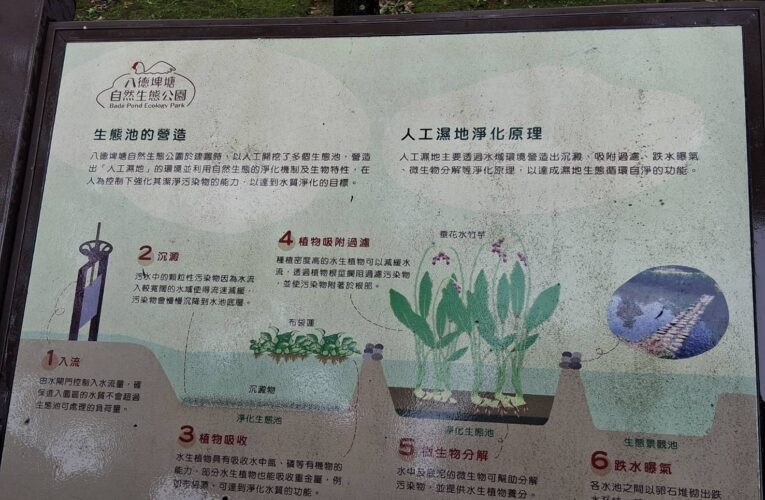 桃園綠色秘境八德埤塘生態公園    鴨群漫游夜鷺候鳥棲息親子遊首選