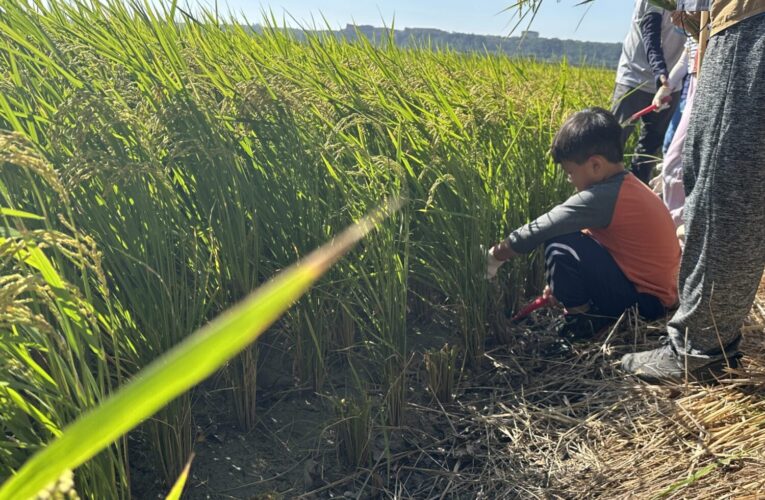 忘憂谷飄稻香　中市食農體驗樂營 感受土地生命力