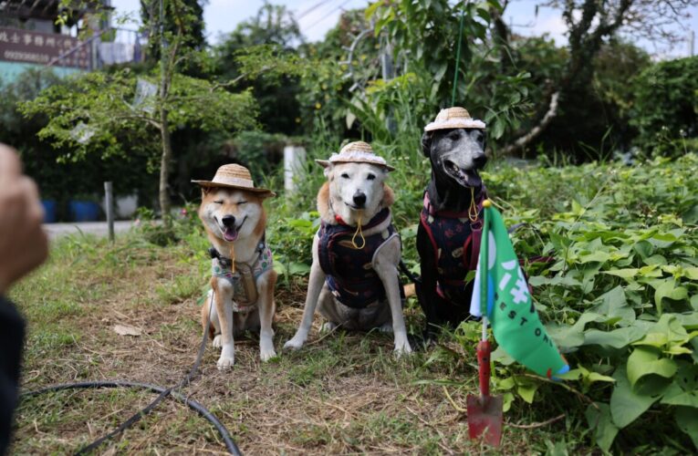 15隻毛孩化身「農田小幫手」！好伴狗狗戴草帽下田挖地瓜 體驗一日農夫生活