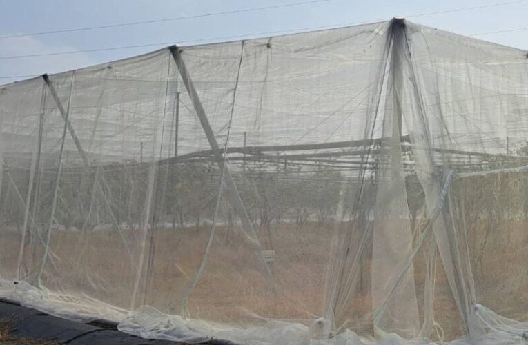 高雄農業局籲防範鳳凰颱風  及時採收減少損失