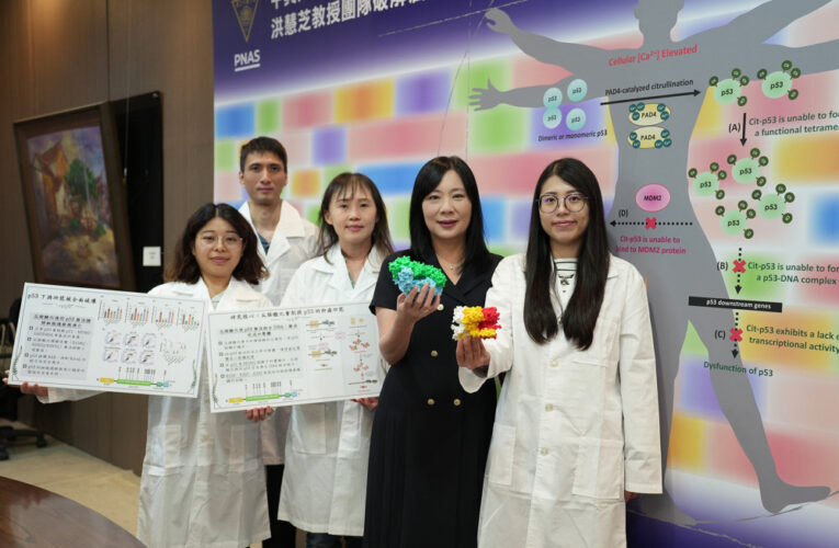 興大教授洪慧芝登上《PNAS》破解癌症抑制蛋白 p53 被「關機」的祕密