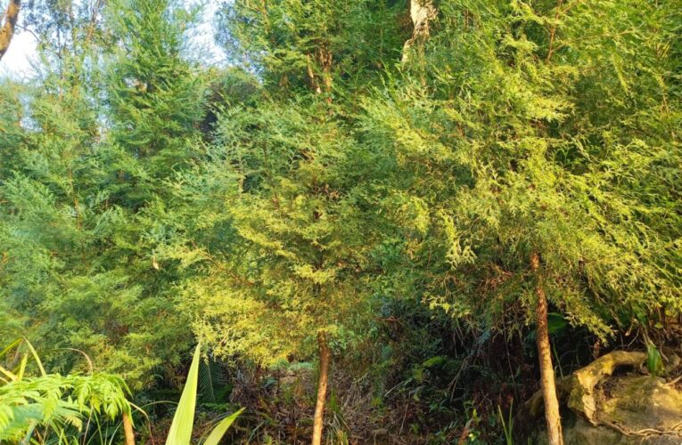 植林減碳　北市撫育森林增進碳吸存