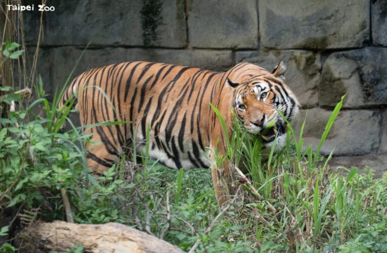北市動物園新嬌客！新加坡馬來虎「Arhaa」檢疫期滿　熱帶雨林區亮相