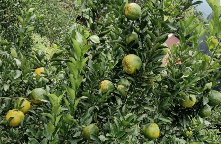 優質椪柑搶鮮正當時！認明履歷等您嘗鮮