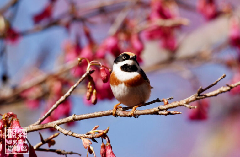 化身「鳥鄉民」走入雲霧森林　觀霧特典「新年數鳥嘉年華」開放網路報名