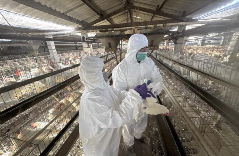 彰化縣蛋雞場芬普尼全面採樣監測啟動　第一梯次15場高風險場檢驗結果均為未檢出