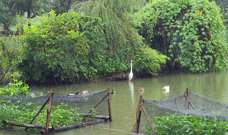 八德埤塘展現濕地生態魅力　自然教育體驗走入城市珍貴生態寶庫
