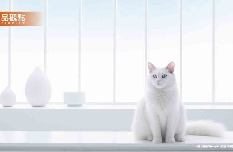 可憐白貓被抓去燉「龍虎鳳」　餐廳：只是幫忙加工一下