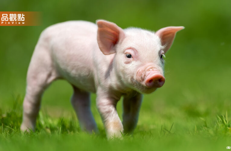 台中寵物豬半夜逛大街！飼主恐被罰　網友歪樓：很缺豬肉