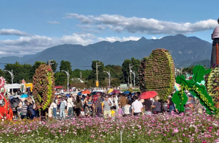新社花海花毯節人氣旺 橘色波斯菊、紅色百日草、本週大爆發