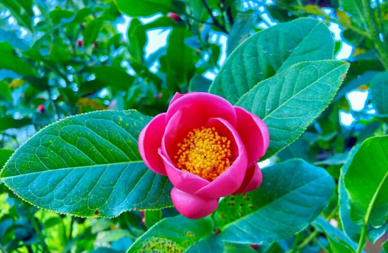 鹿谷鳳凰自然教育園區「茶花季」　11/22盛大展出！