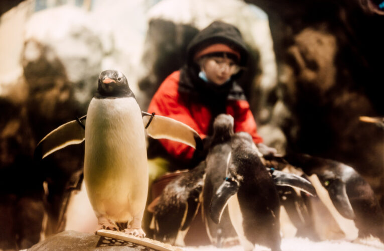 屏東海生館愛在海洋聖誕節登場 打卡送限定明信片 再抽與超萌企鵝體驗