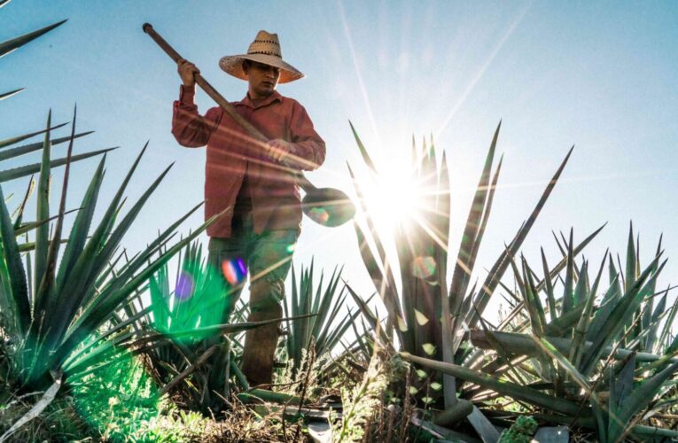 百年酒魂登台！Viva México 龍舌蘭掀起台墨文化魅力