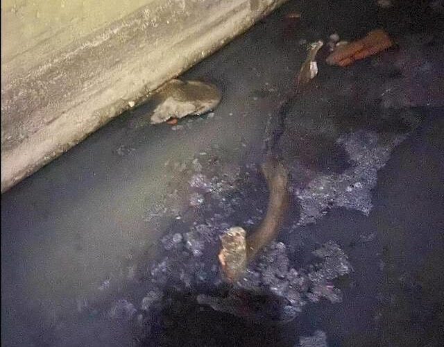 中埔排水溝驚傳人體斷肢　警消到場發現竟是樹枝