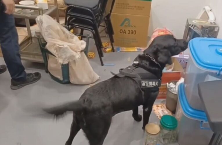 鳳凰颱風前夕台南少年隊出奇招！三緝毒萌犬立大功瓦解毒品大盤