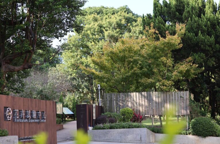 賞楓・觀銀杏・看茶梅　陽明山秘境報你知