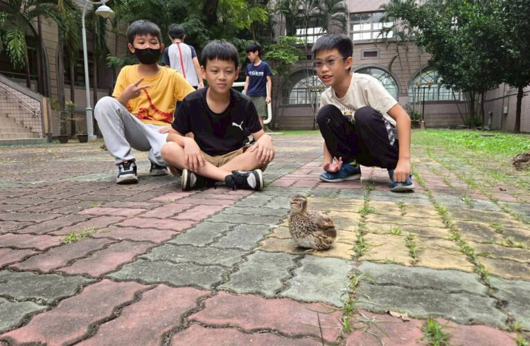新莊國小的生命教育課程 我們班上的一窩「鵪鶉」小跟班