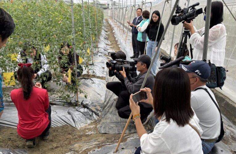 高雄郵局聯合美濃農會啟動番茄季 公益郵政挺小農