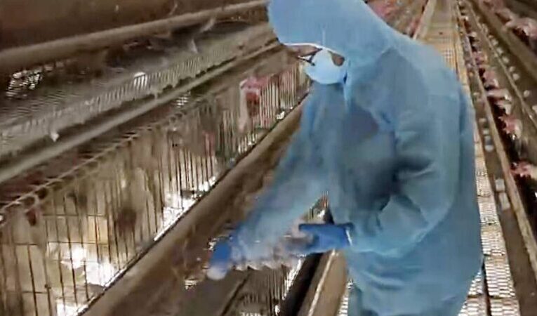 彰化縣啟動蛋雞場「芬普尼全面採樣監測」　強化源頭把關、確保民眾食用安心