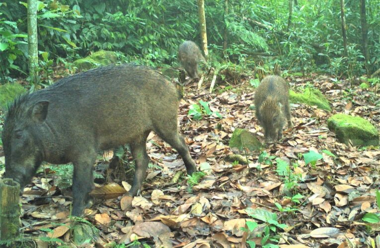 紅外線相機　高效率蒐集野生動物資訊