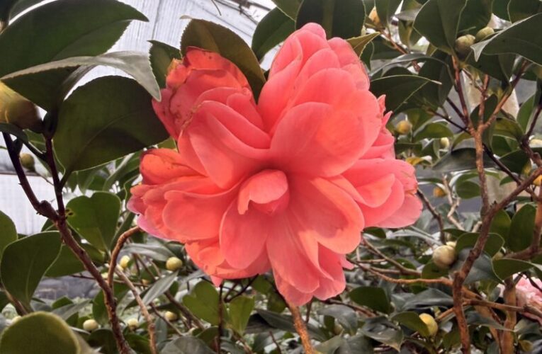 2025新竹茶花節浪漫開跑  打造冬季最美花卉盛會