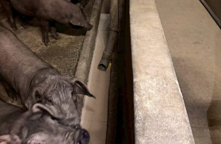 屏東縣九如再查獲2場惡意違規餵食廚餘養豬場