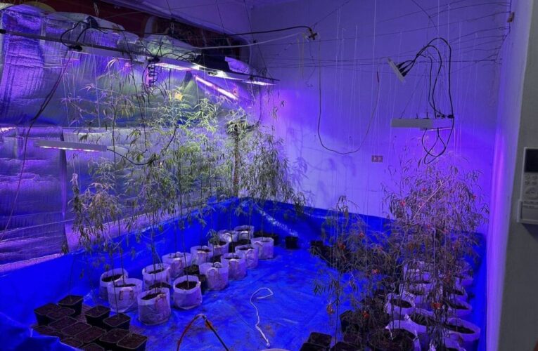 假借翻身之名誘人『種大麻』　警跨區搜索瓦解毒品網絡