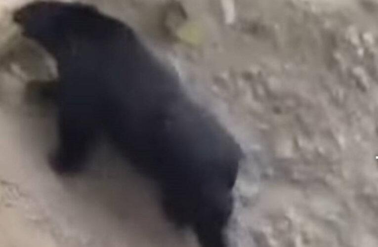 臺灣黑熊出沒茶園露營區附近 林保署呼籲提高警覺