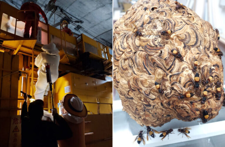 桃市捕蜂捉蛇元旦起轉型委外　可撥打1999專線24小時受理