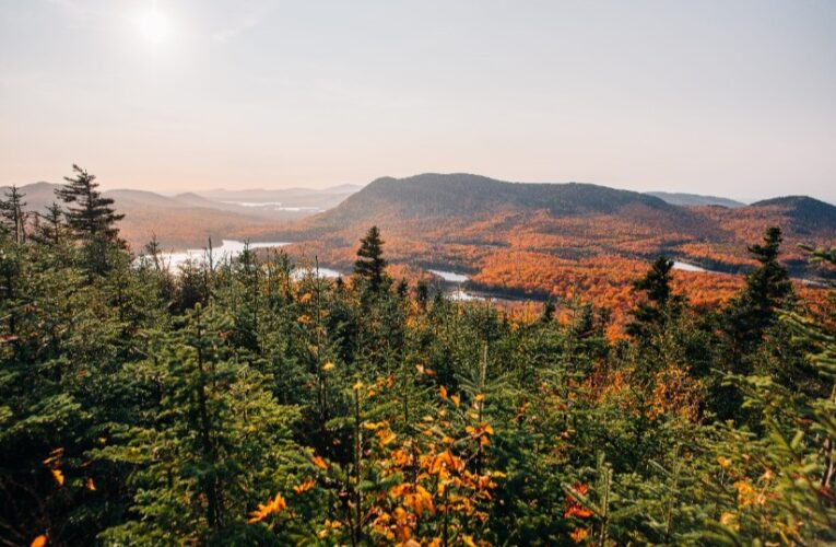 碳交所首度引進加強森林經營（IFM）碳權專案　首批來自美國ACR專案