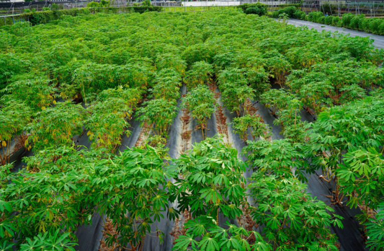 精準調控鉀離子運輸可提升木薯產量與抗旱能力   興大跨國研究成果刊登《Nature Plants》