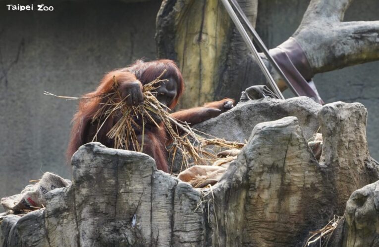 冷氣團來襲動物園禦寒有方　保溫燈、高熱量飲食助動物過冬