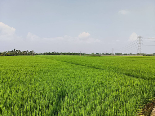 115年農糧產業調整與轉型計畫  1月2日起開始受理申報