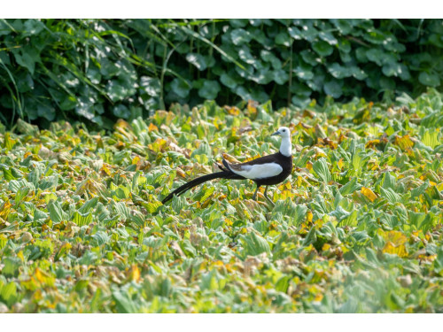 屏東之光！海豐濕地榮獲114年度中央環境教育評鑑佳績 濕地保育與環境教育推動成果卓著