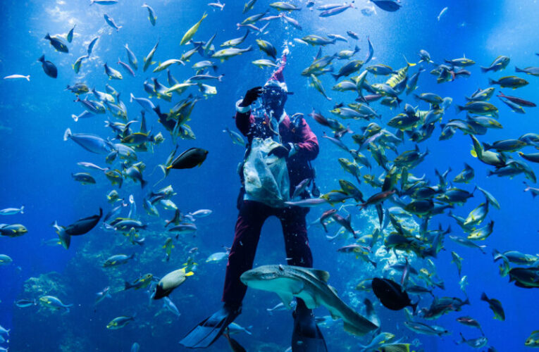 台中海洋館「海洋冰雪聖誕」登場 水母區變身冰雪宮殿迎佳節