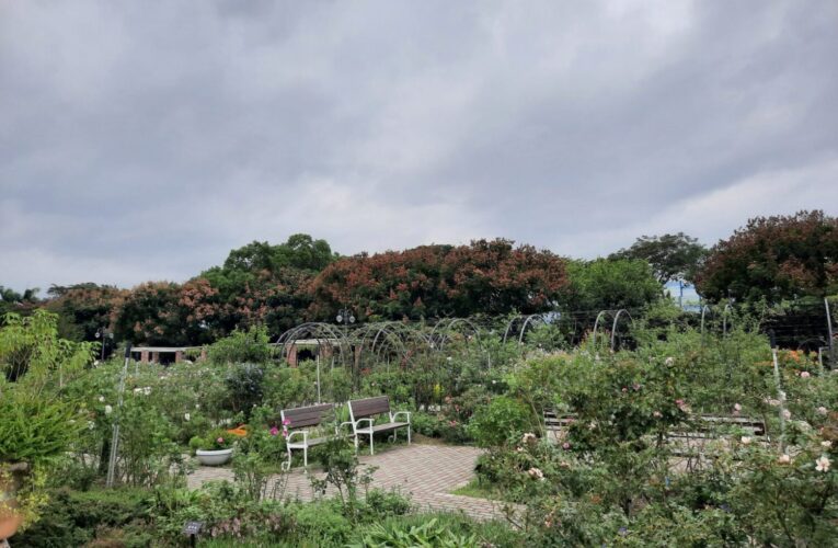 玫瑰與欒樹共舞冬日色彩　台北玫瑰園飄香映紅光