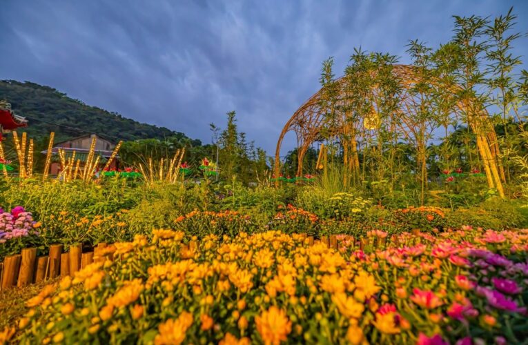 士林官邸菊展倒數　45萬人次參觀　展後200盆花12/17免費認養