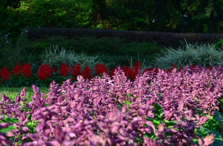 冬季就要暖色系　仁愛圓環周遭爆開火樣花卉