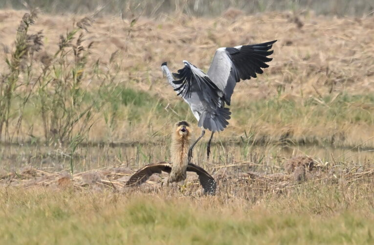 稀有冬候鳥現身！ 高雄茄萣濕地驚見「大麻鷺」鳥友搶拍