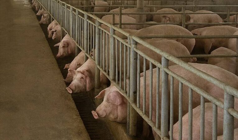 彰化縣響應中央政策全面禁止廚餘養豬