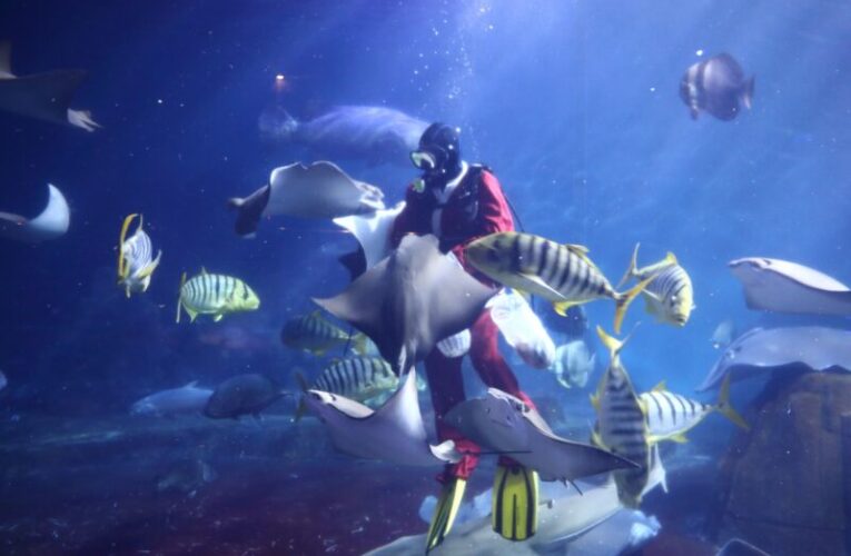 遠雄海洋公園啟動動物救援　聖誕雙人套票1214元玩兩天