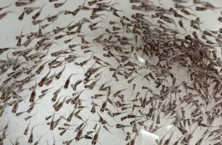 海大TABT團隊育出「三耐」臺灣鯛　水產育種成果獲國家農業科學獎